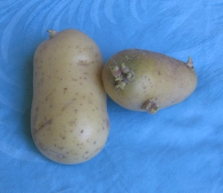 Kartoffel_mitt
